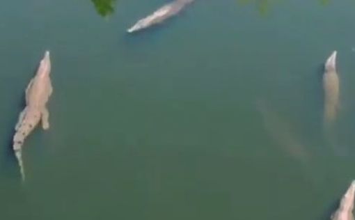 Видео: крокодил украл дрон журналистов
