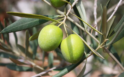 В Португалии временно запретили выращивание оливок и авокадо