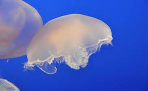 Полчища медуз у побережья Хайфы: впечатляющий кадр