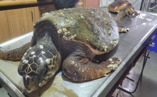 На пляж Ашдода выбросило редкую морскую черепаху | Фото: управление природы и парков Израиля
