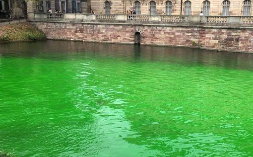 Акция экоактивистов привела к массовой гибели рыбы. Фото