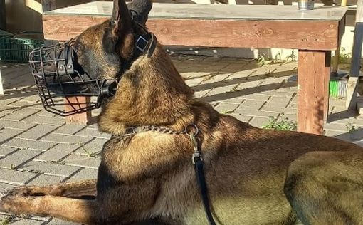 В ходе операции против террористов в Шхеме погиб пес ЯМАМа Джанго