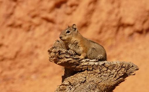 В Канаде нашли суслика из ледникового периода