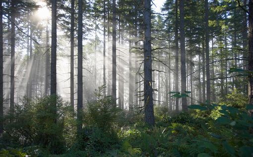 Женщина, собиравшаяся развеять прах, блуждала в лесу 6 дней