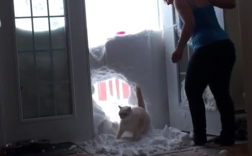 Кот, пробивший снежную стену ради еды, покорил YouTube