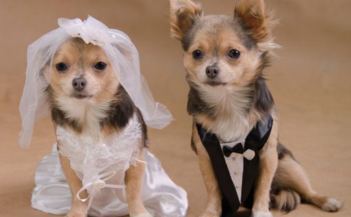 В Пекине прошла массовая собачья свадьба