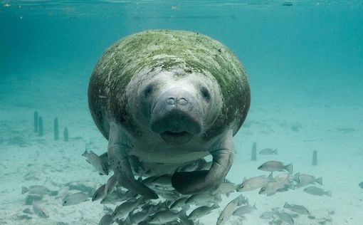 "Сказочные" морские виды находятся на грани исчезновения