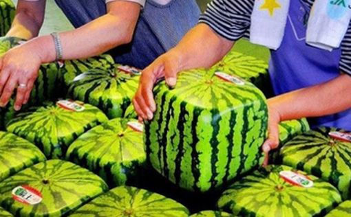 Десять самых дорогих продуктов питания в Японии