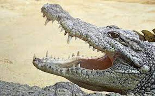 Женщина чудом спаслась после 90-минутной схватки с крокодилом