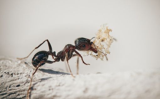 Хуже монстров из фильмов ужасов: фотография муравья напугала сеть