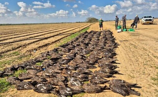 Гибель диких животных от пестицидов: власти решили бороться с проблемой | Фото: Управление природы и парков Израиля