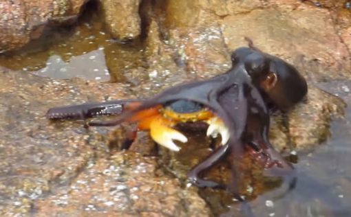 Новый хит на YouTube: Баталия краба и осьминога