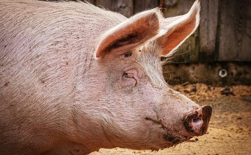 Прорыв: в Японии клонирована свинья для пересадки органов