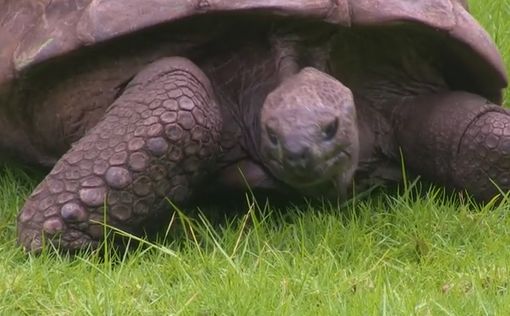 Самую старую в мире черепаху впервые помыли