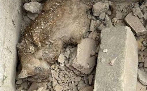 В разрушенной россиянами в Киеве 17 июня многоэтажке нашли выжившего кота