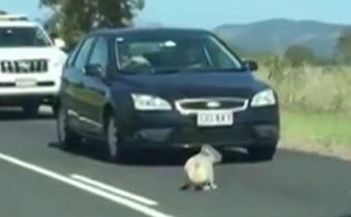 Коала парализовала шоссе в Австралии