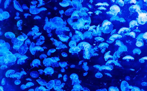 Отсутствие мозга не мешает медузам учиться  – исследование