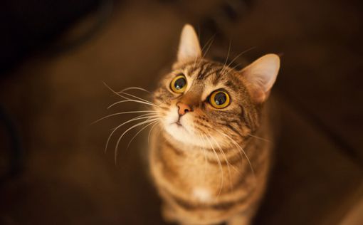 Английский кот был спасен водкой