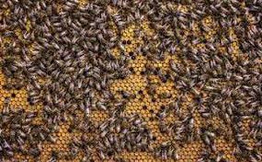 Рой пчел атаковал двух мужчин в Бат-Яме