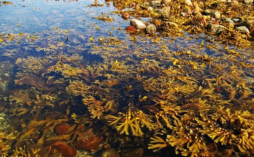 Бурые водоросли противостоят глобальному потеплению