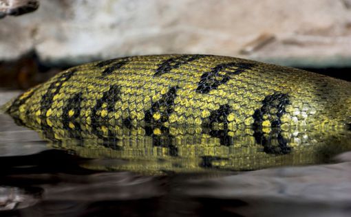 Самый большой вид змей в мире обнаружен в тропических лесах Амазонки