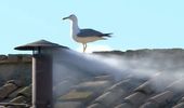 Новым Папой Римским стал американец Роберт Фрэнсис Прево | Фото 39